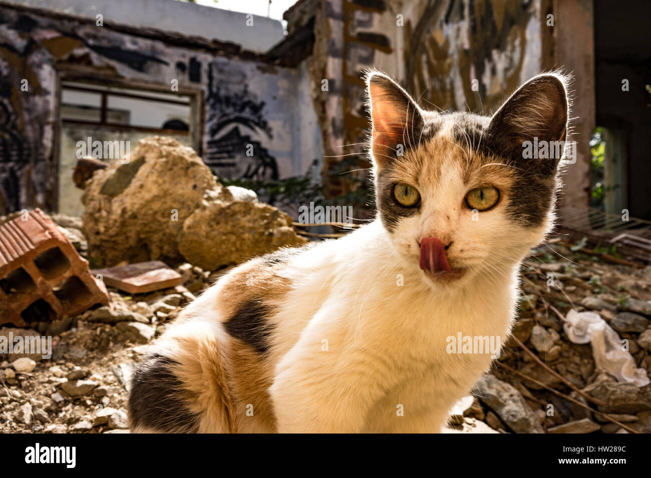 Stray kitten near the Parthenon in Athens, Greece. (scientific name: Felis catus) Stock Photo