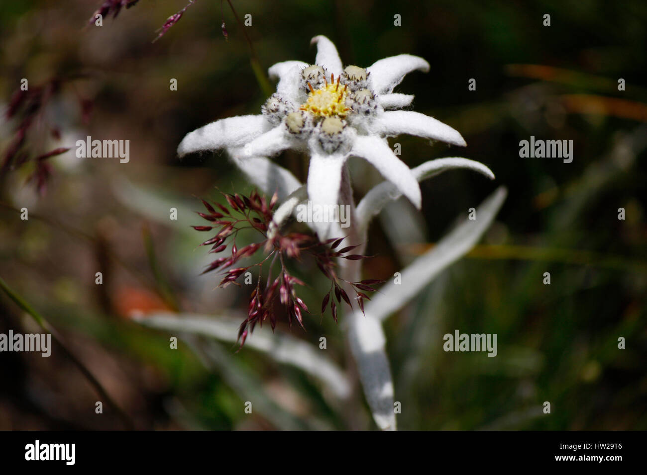 Edelweiss, Alpen. Stock Photo