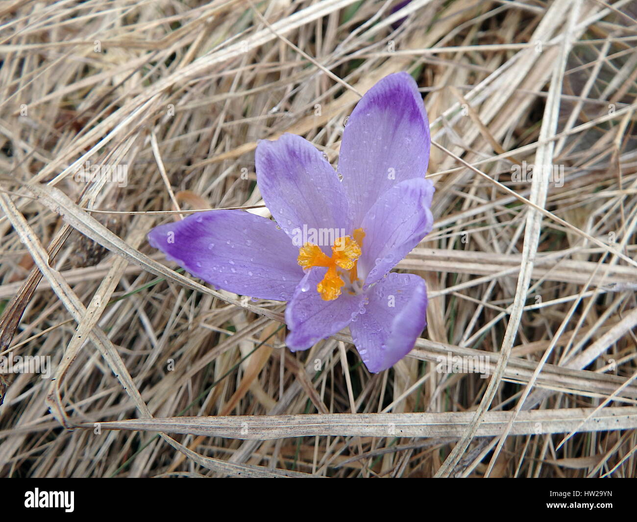 Beautiful purple spring flowers, saffron, crocus, (Crocus heuffelianus) Stock Photo