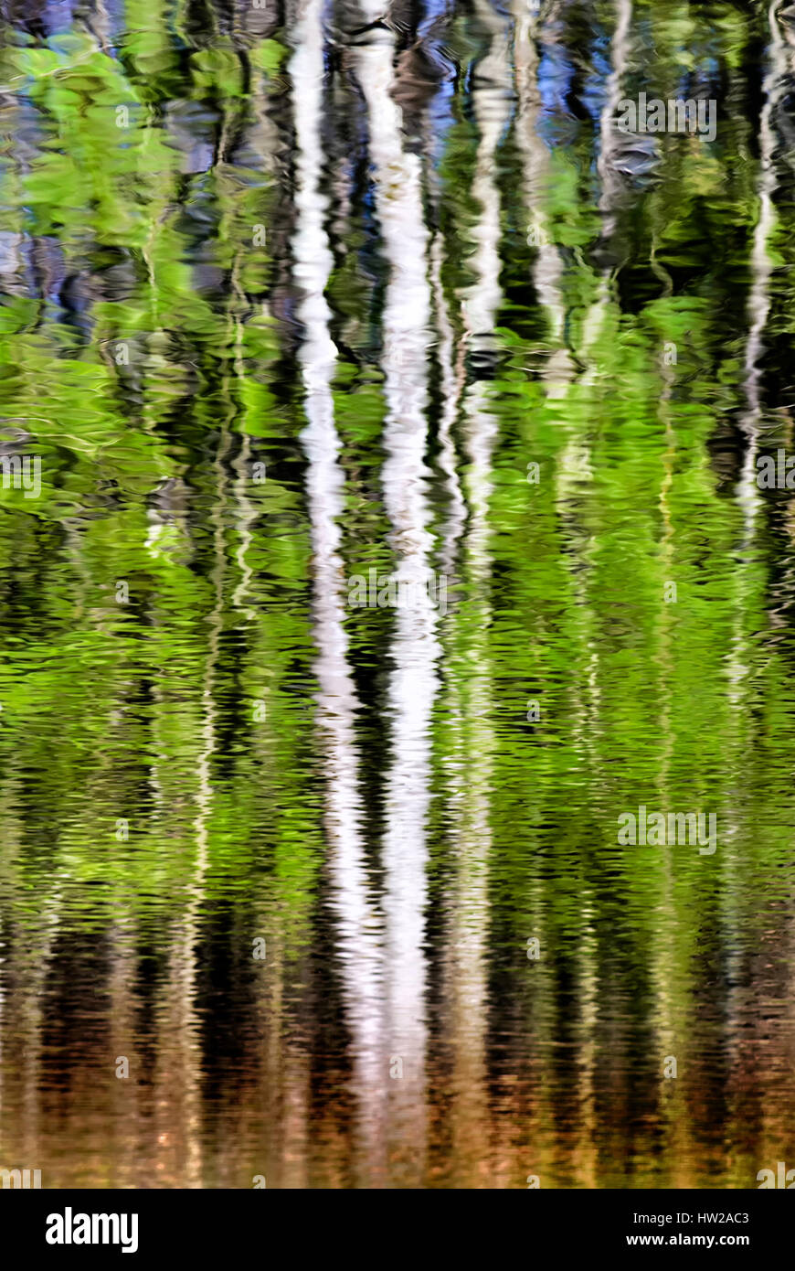Aspen tree reflection in water Stock Photo