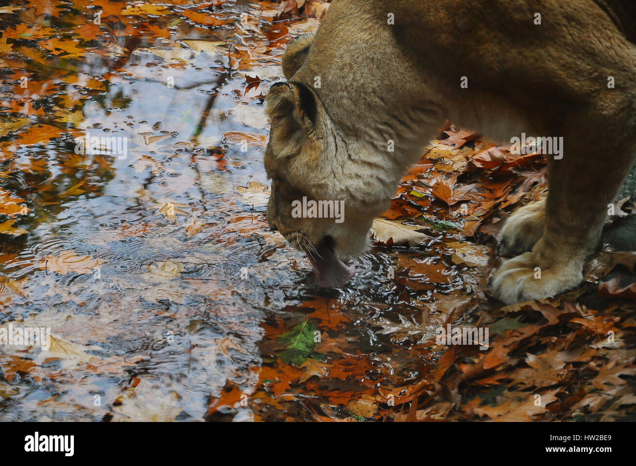 Lioness drinking water from a small stream Stock Photo