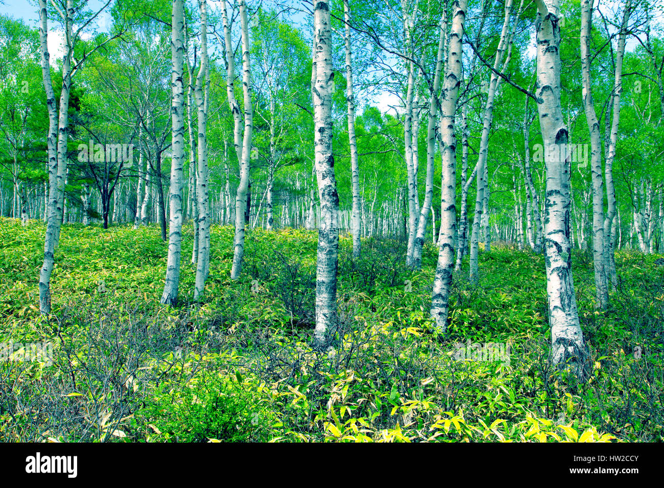 White birch forest hi-res stock photography and images - Alamy