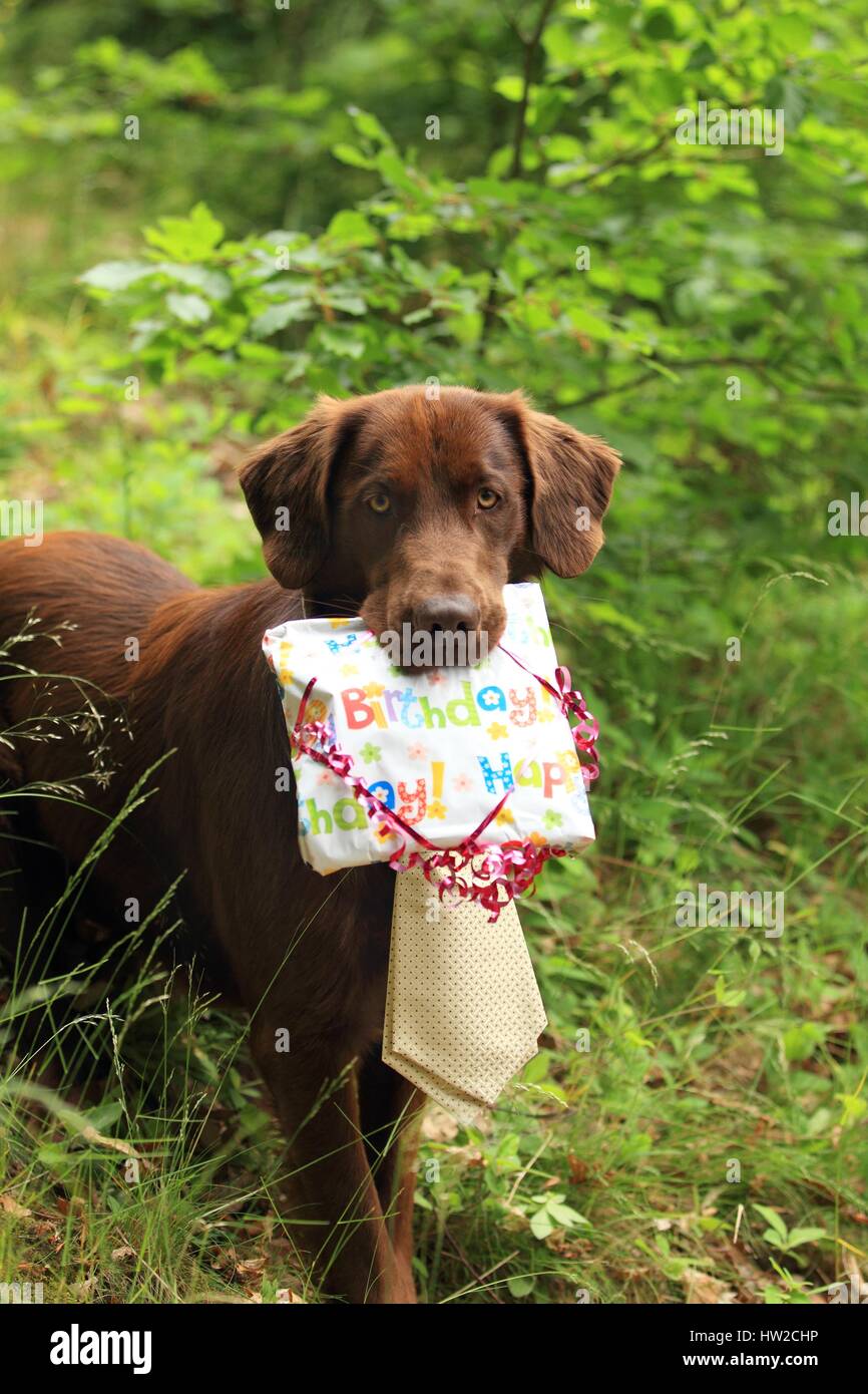Flat Coated Retriever with present Stock Photo
