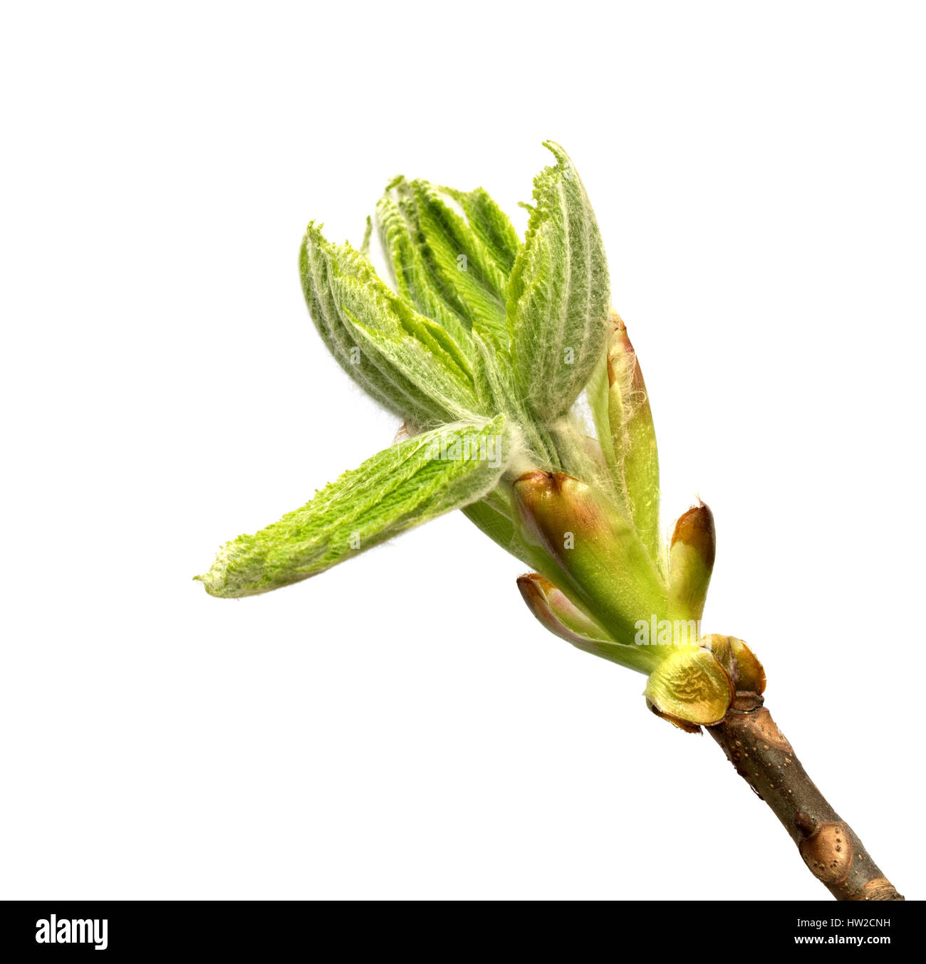 Spring twig of horse chestnut tree (Aesculus hippocastanum) with young green buds. Isolated on white background. Close-up view. Stock Photo