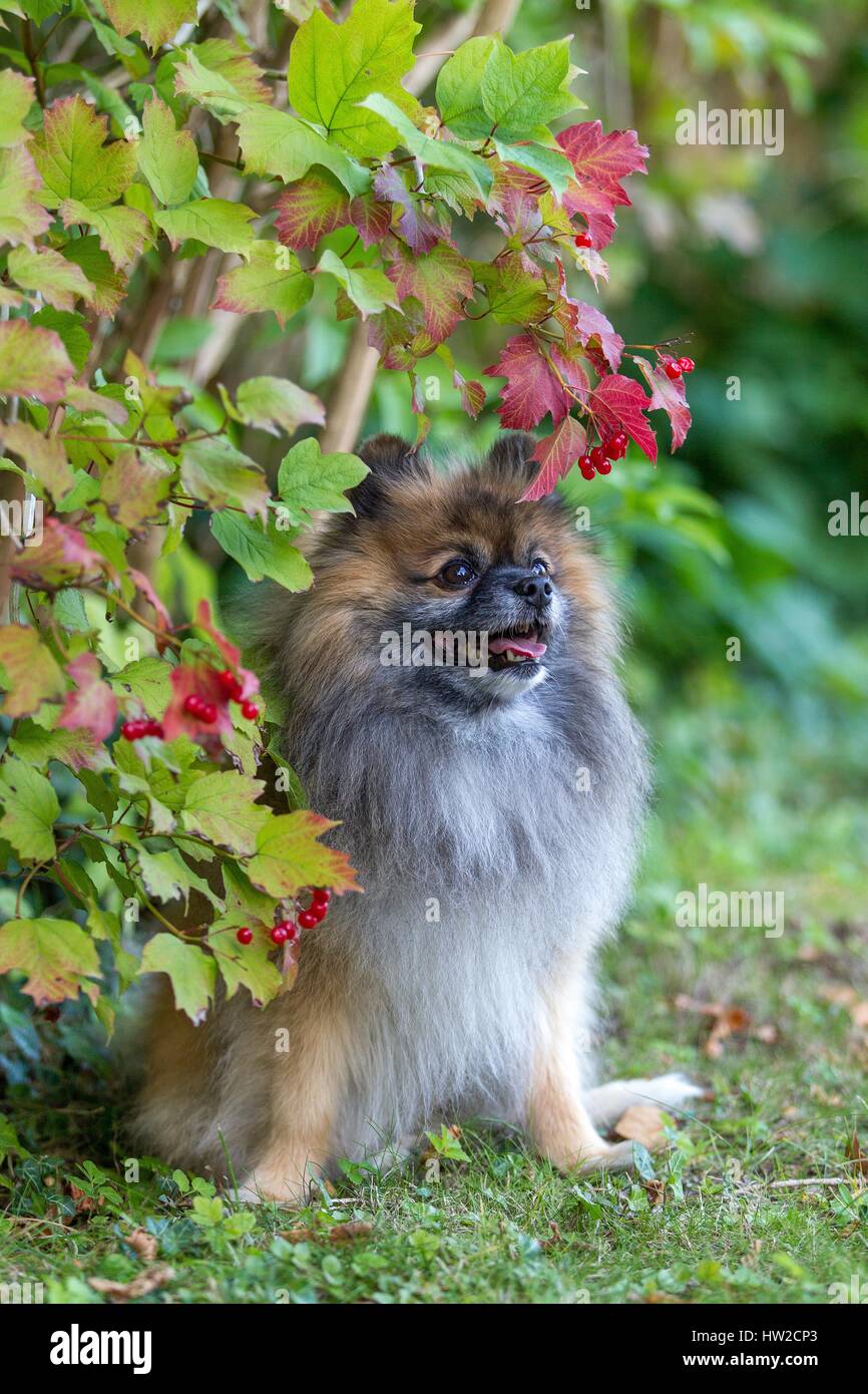 sitting Pomeranian Stock Photo