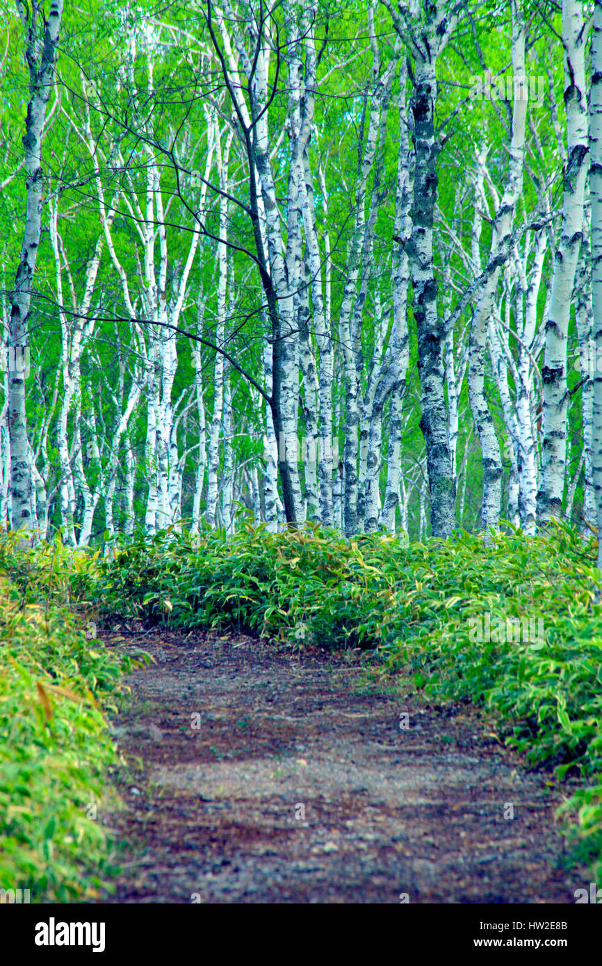 White birch forest hi-res stock photography and images - Alamy