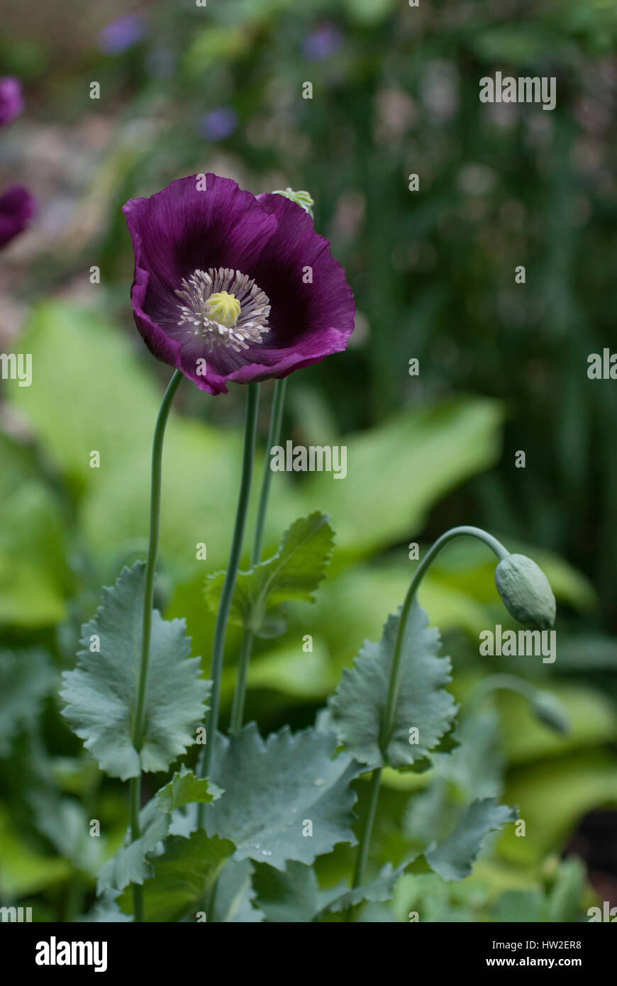 Papaver Laurens Grape Breadseed Poppy Stock Photo Alamy papaver-laurens-grape-breadseed-poppy-stock-photo-alamy