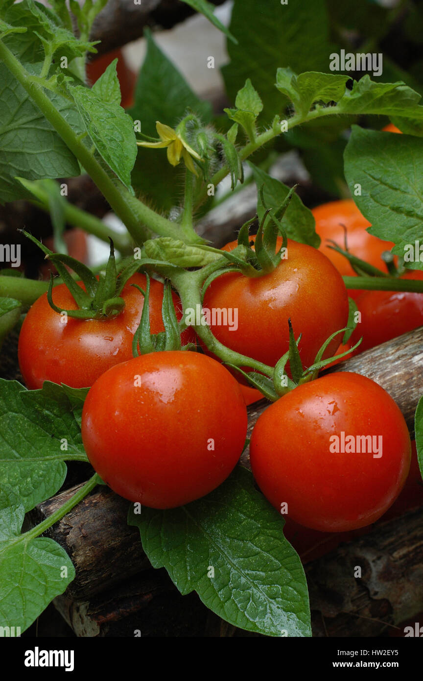Tomato 'Fourth of July' Stock Photo