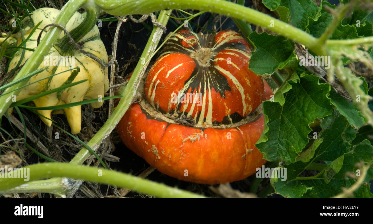 Turks cap Squash ,Turban Squash ( C. maxima) ; Patty cake squash