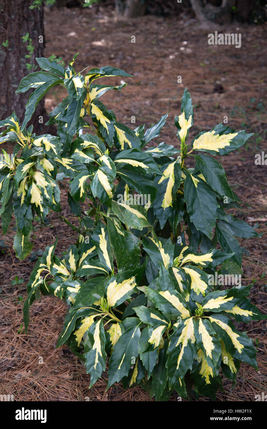 Aucuba japonica Meigetsu Stock Photo