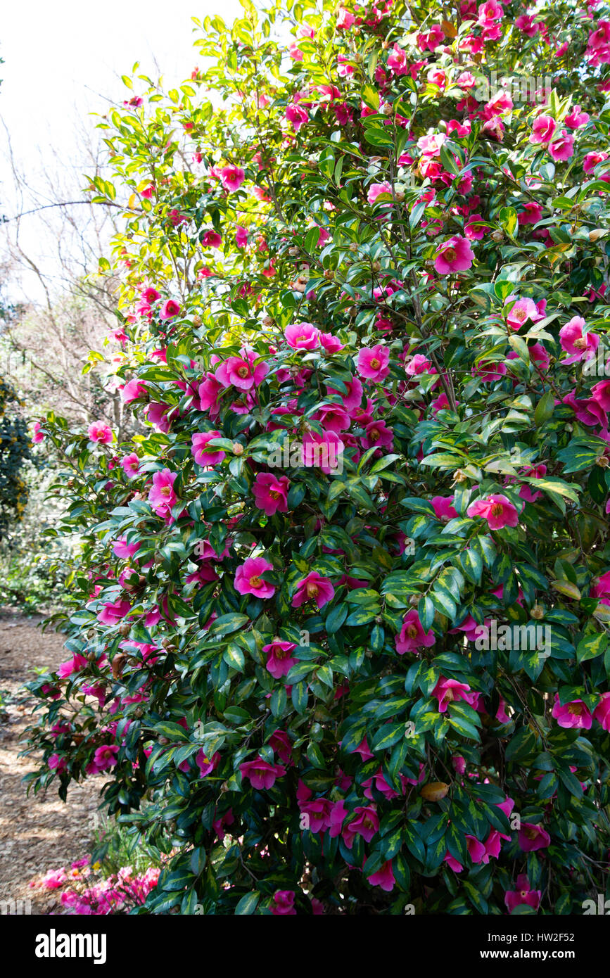 Camellia x williamsii ' Golden Spangles' Stock Photo