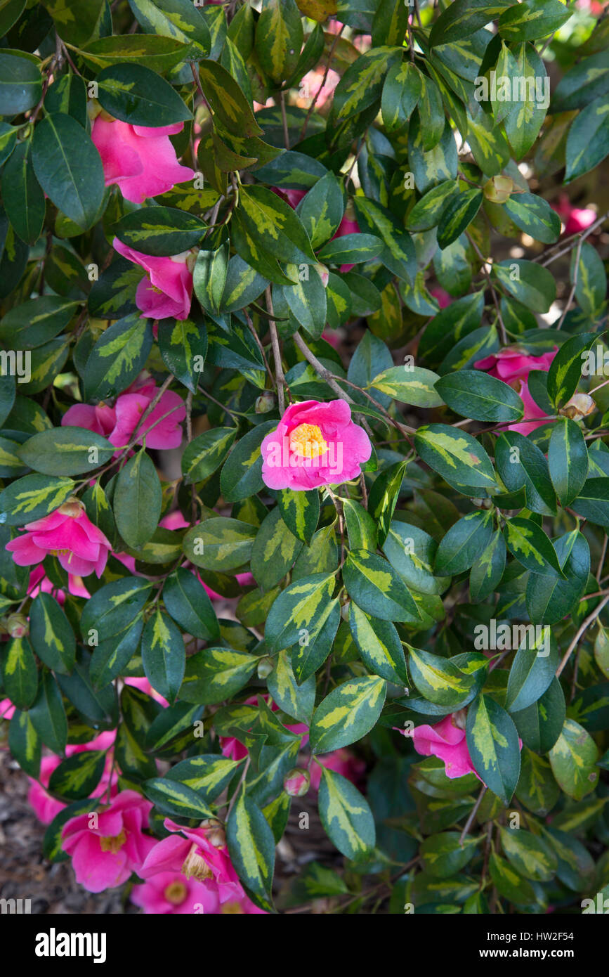 Camellia x williamsii ' Golden Spangles' Stock Photo