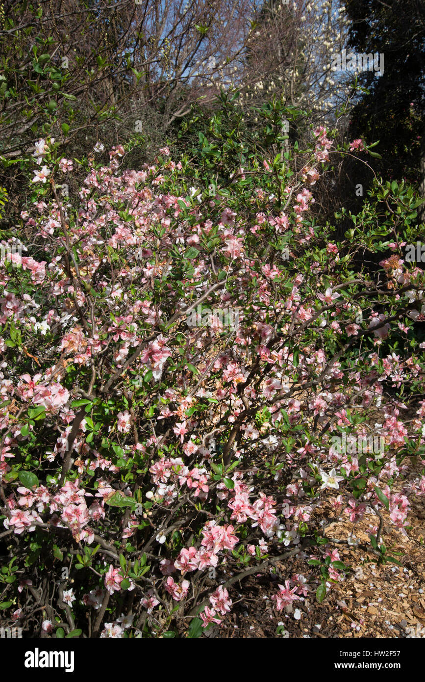 Chaenomeles speciosa Contorta Flowering quince Stock Photo