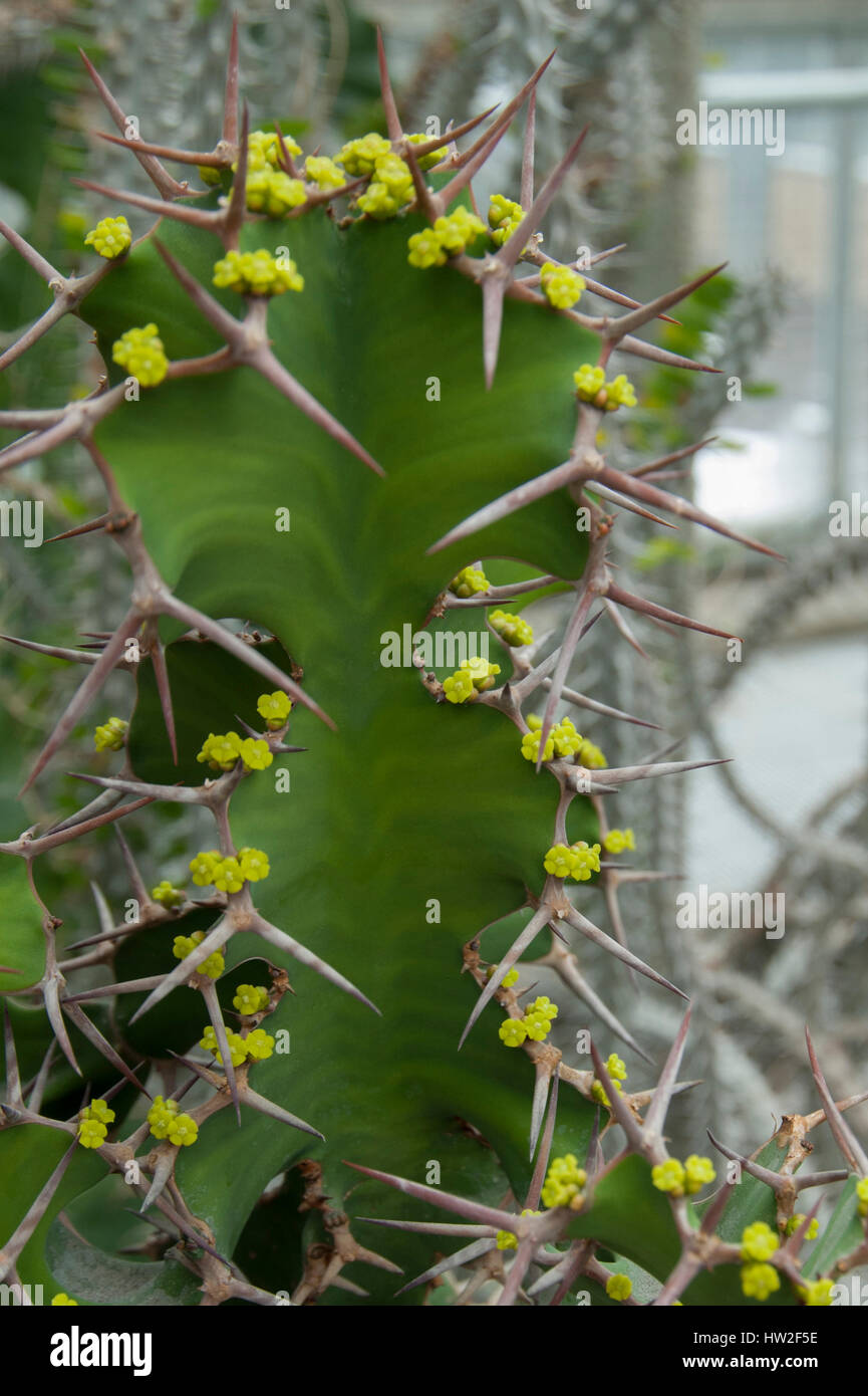 Cow Horn Cactus, Euphorbia Grandicornis Stock Photo - Alamy