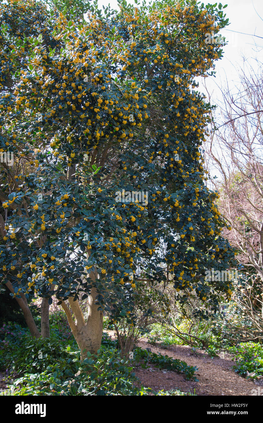 Ilex cornuta, d Or Yellow, Stock Photo