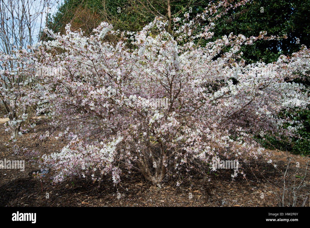 Prunus incisa  'Shikizaki'  Weeping Fuji Cherry Stock Photo