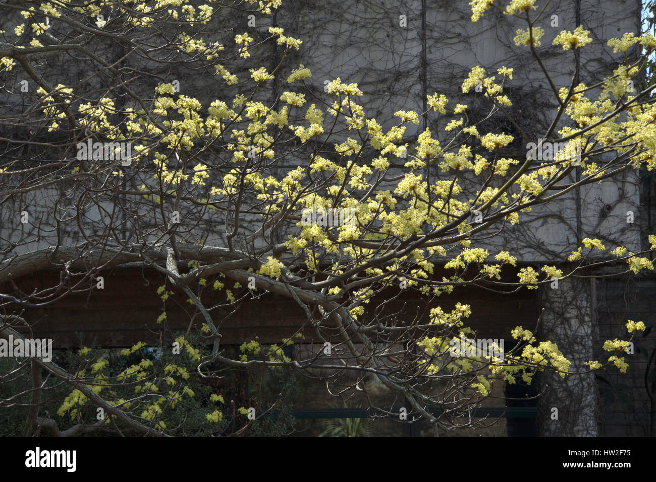 Chinese Sassafras , Sassafras tzumu, Stock Photo
