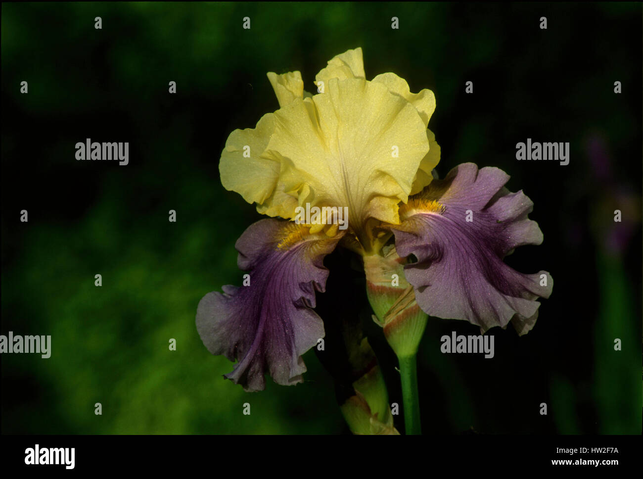 iris edith wolford, iris germanica Stock Photo