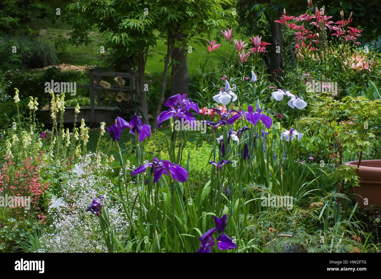 Perennial Garden in Midwest USA with Japanese Iris, Lilies, Foxgloves