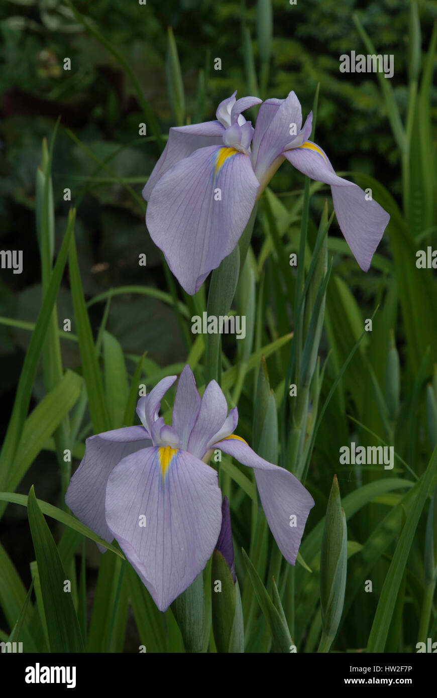 Iris light blue,  Iris ensata Stock Photo