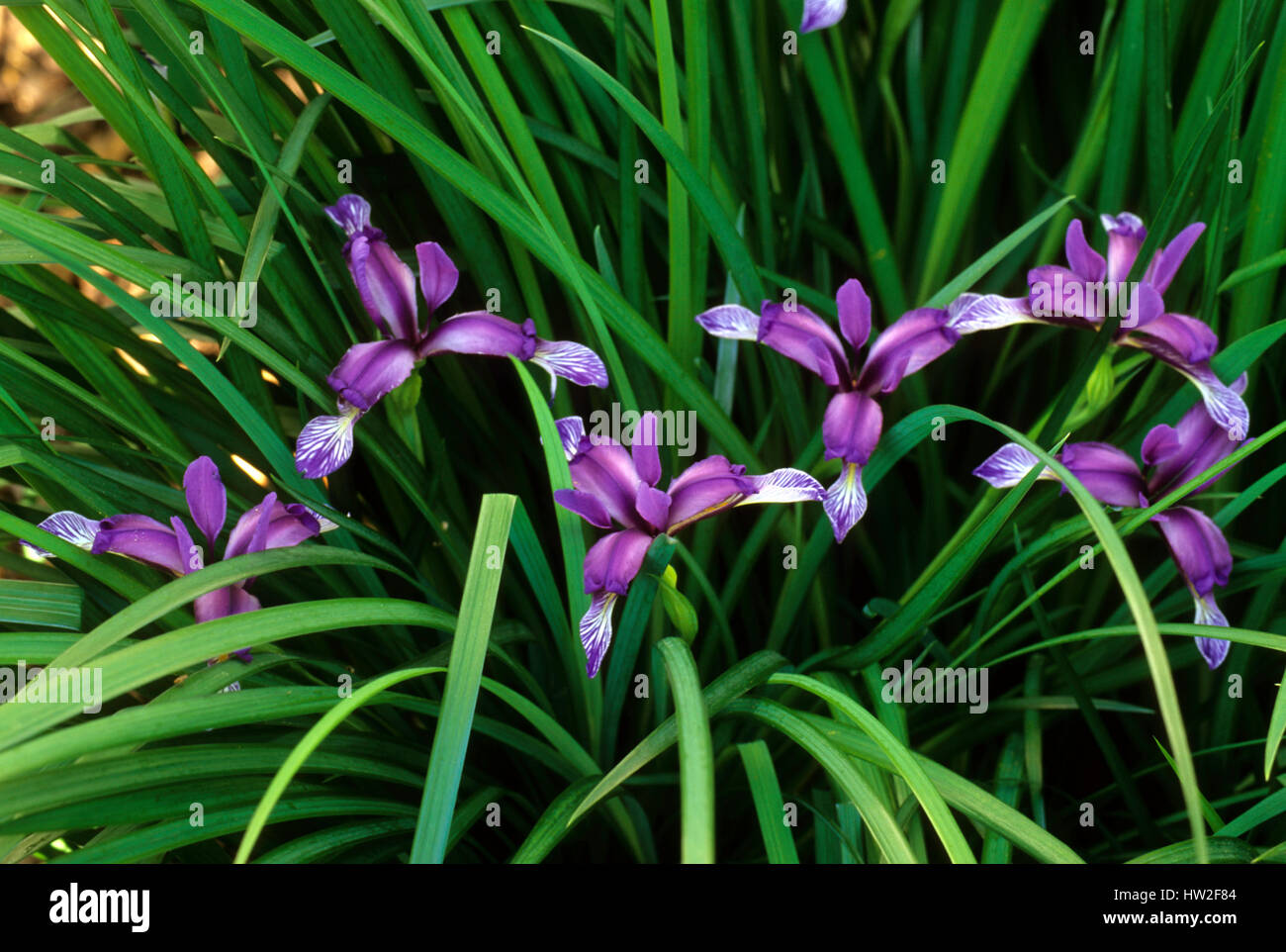 Iris graminea  , Plum tart Iris Stock Photo