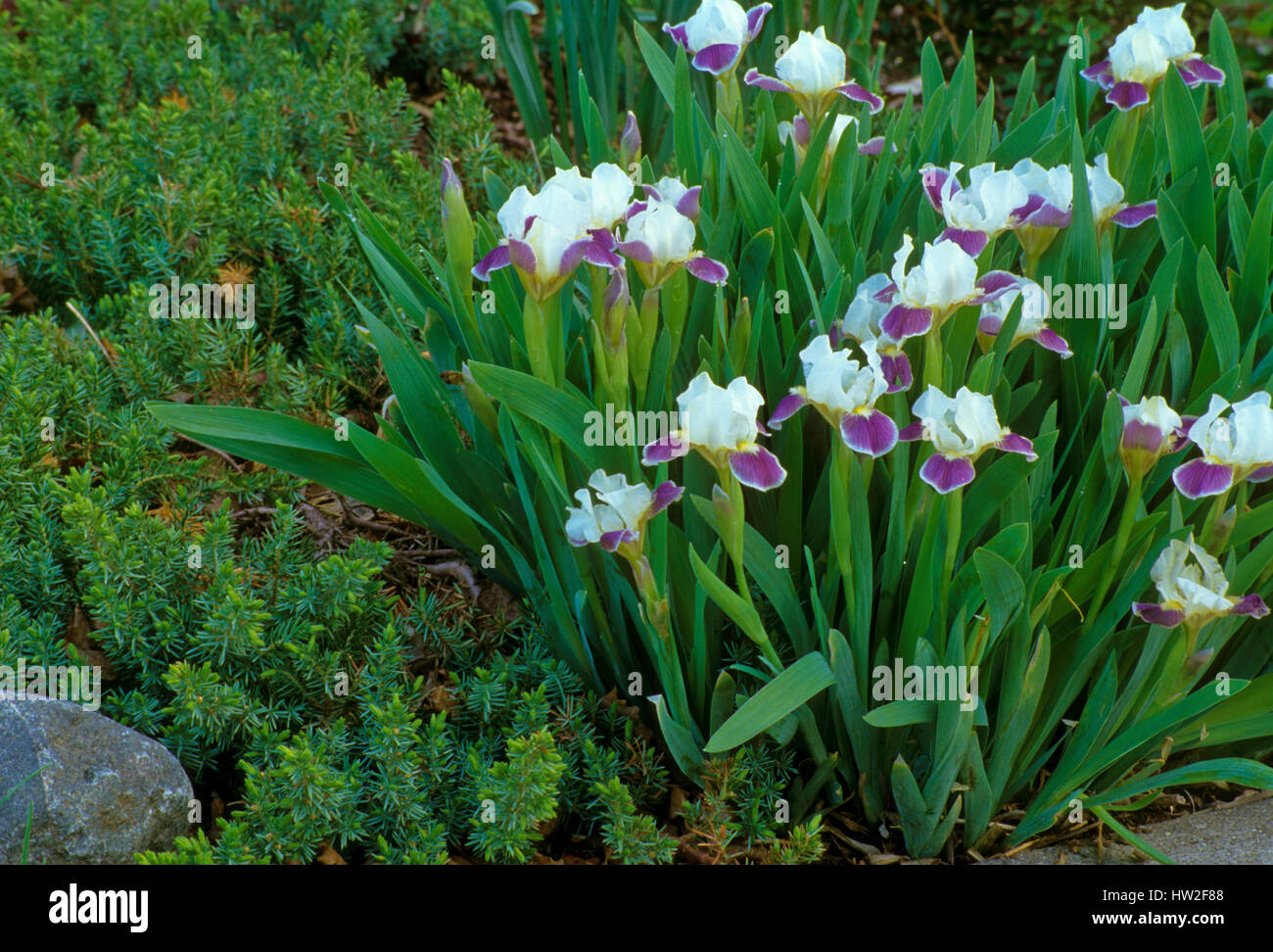 Dwarf Iris ' Making Eyes' in garden Stock Photo