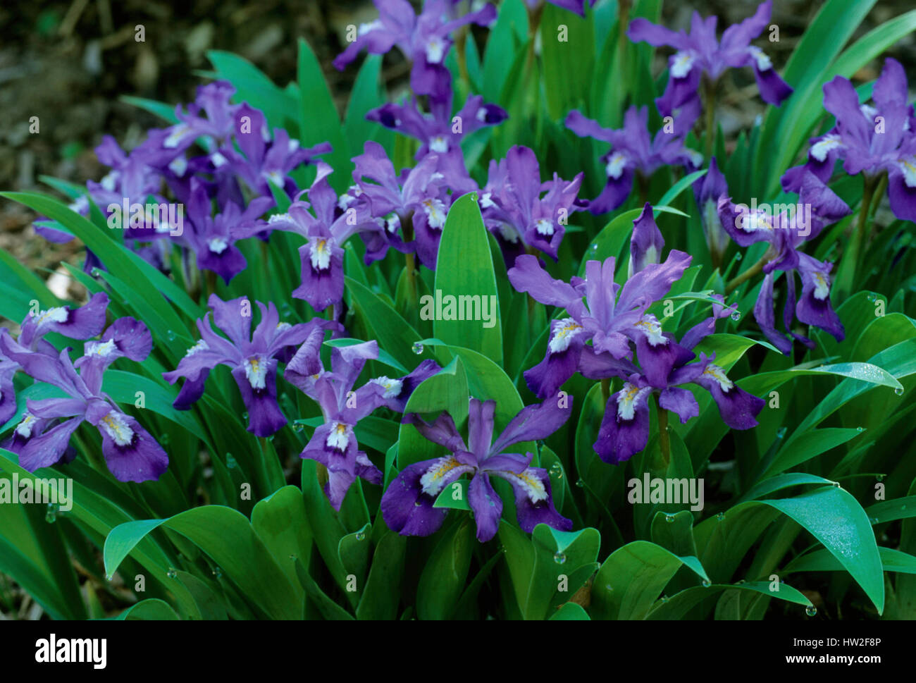 Iris cristata ' Vein Mountain' Stock Photo