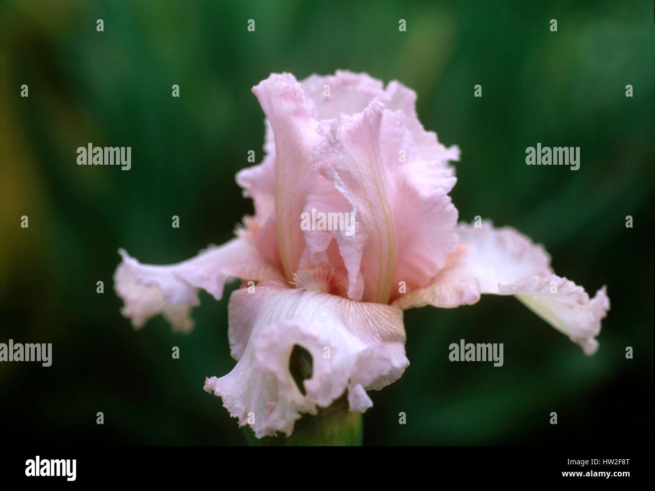 Iris germanica, 'Beverly Sills' Stock Photo