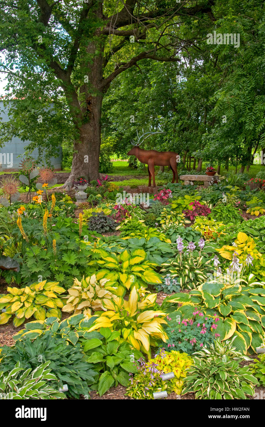 Hosta Garden with Metal Moose sculpture Stock Photo