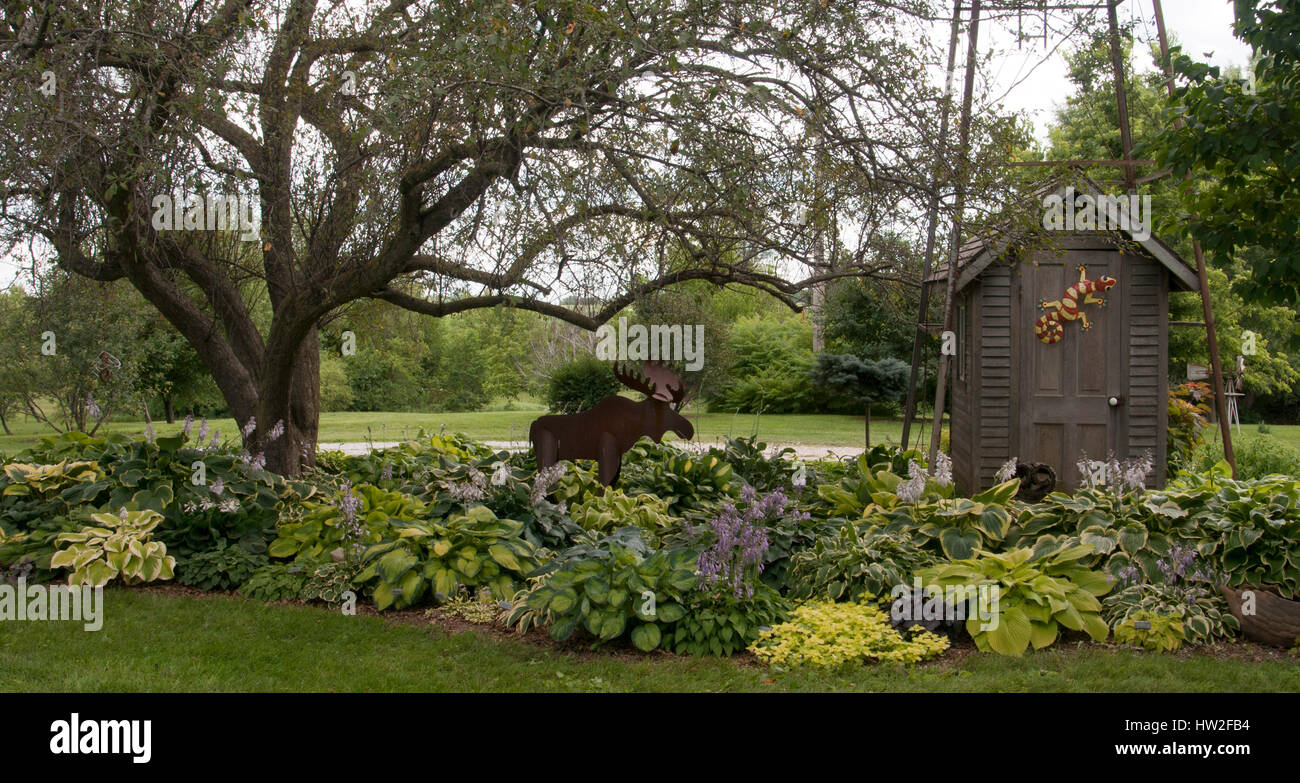 Hosta Garden on Midwest Farm Stock Photo