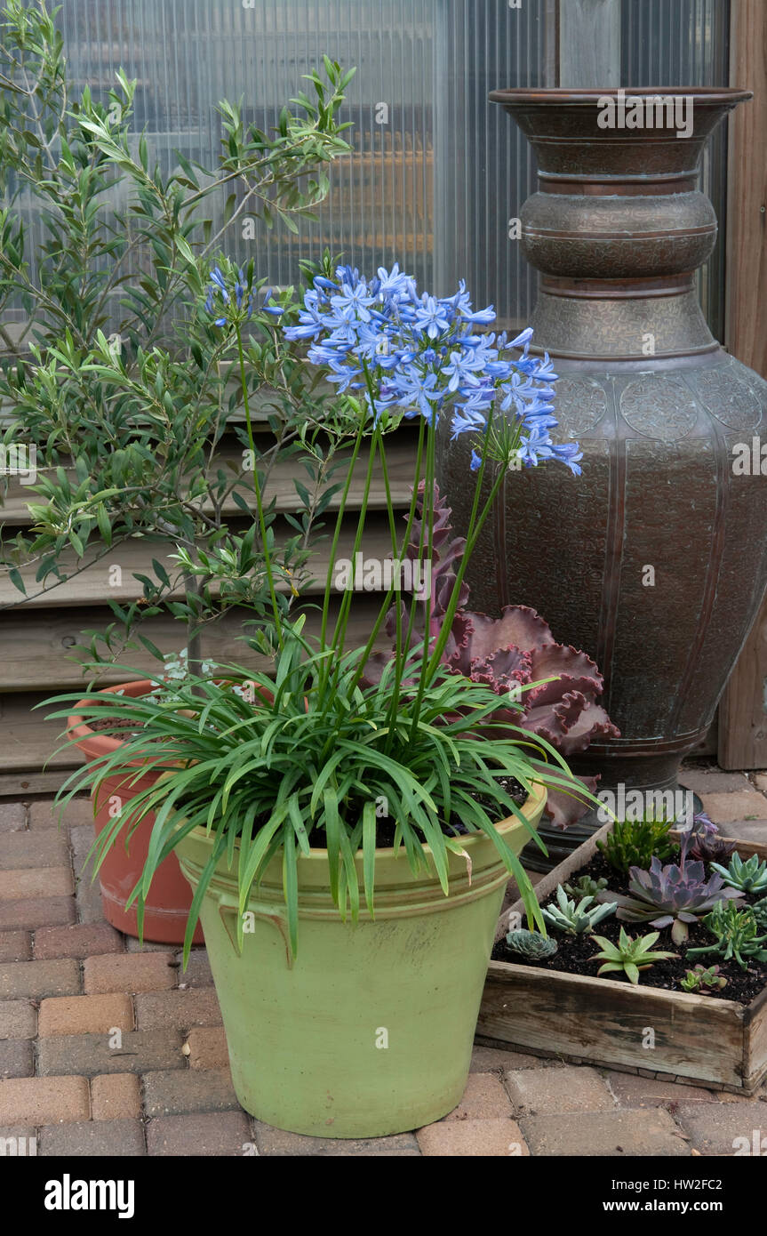 Agapanthus in container Stock Photo