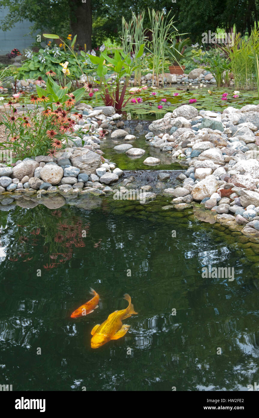 Pond with Koi Stock Photo