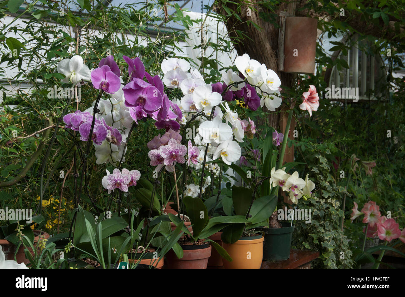 Display of phalaenopsis or moth Orchids Stock Photo