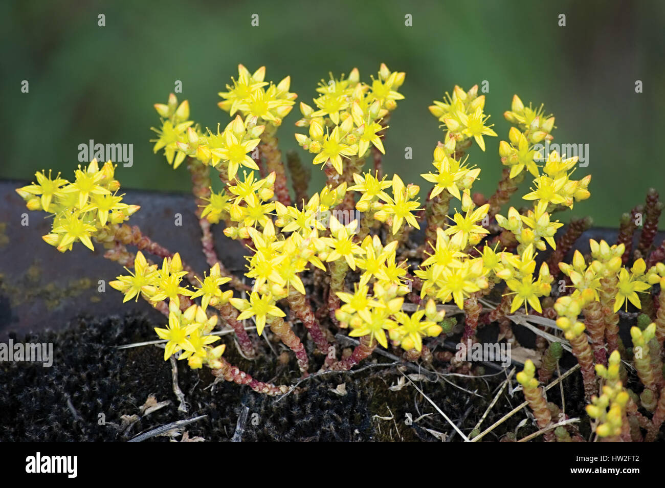 Biting Stonecrop (Sedum acre L.) Detailed Closeup Stock Photo