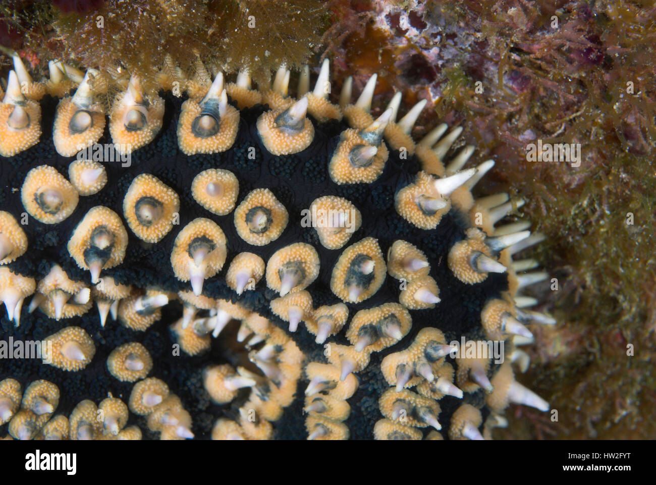 Closeup of spines on arm of starfish (Marthasterias glacialis) underwater, Azores, Atlantic ocean Stock Photo