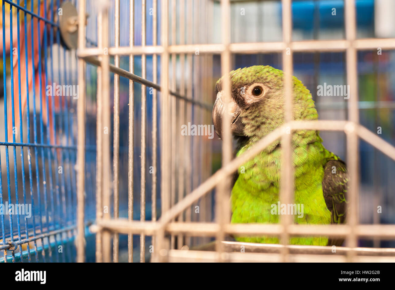 Green parrot in a cage at Yuen Po Bird Market, Mong Kok, Hong Kong Stock Photo