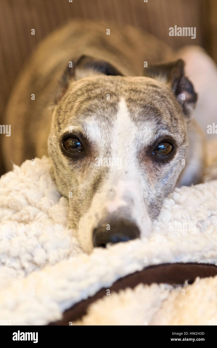 Male brindle whippet. Stock Photo