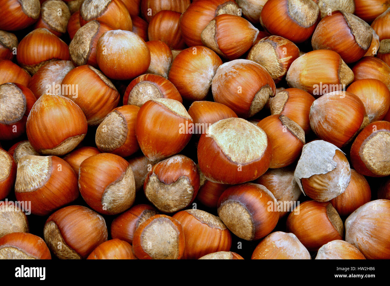 Wood nutsuseful a delicacy and a tasty product Stock Photo Alamy