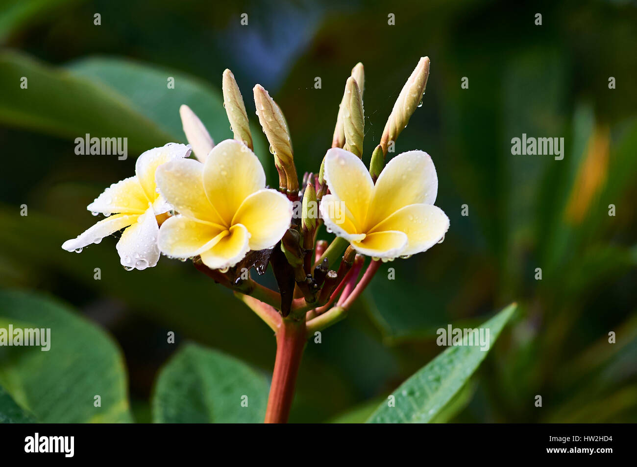 Yellow blossoms of a Frangipani tree (also called Temple Tree or Pagoda Tree) Stock Photo