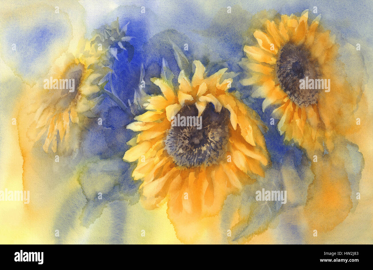 bouquet of sunflowers on blue background watercolor Stock Photo - Alamy