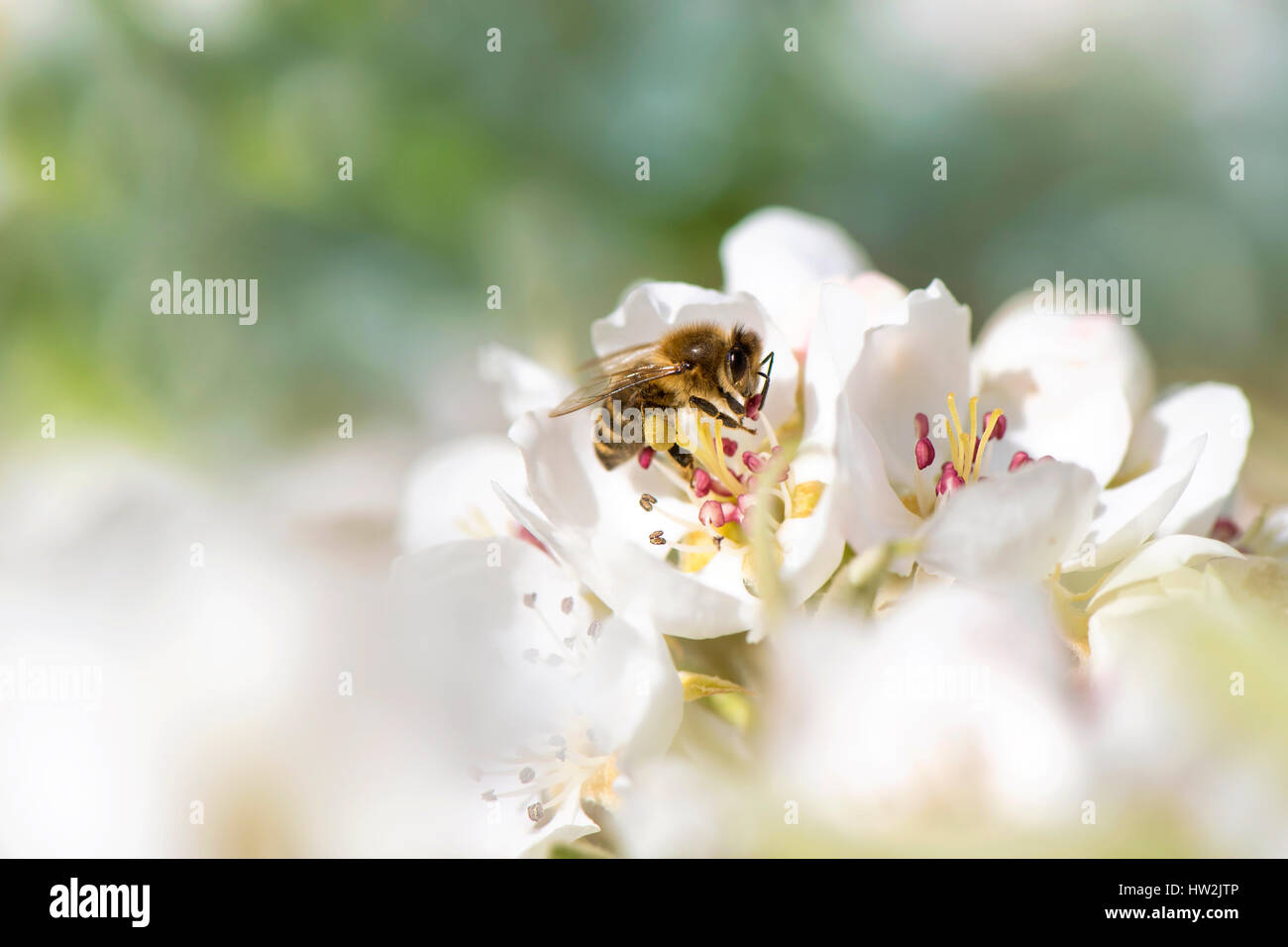 Close-up image of a Honey Bee collecting pollen from spring, white Pear tree blossom flowers, taken against a soft background Stock Photo