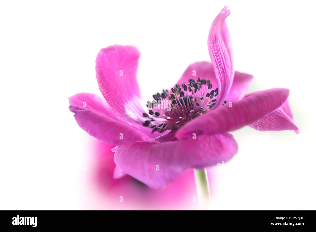 Close-up, High-key image of the beautiful Anemone coronaria De Caen pink flower, also known as the windflower, taken against a white background. Stock Photo