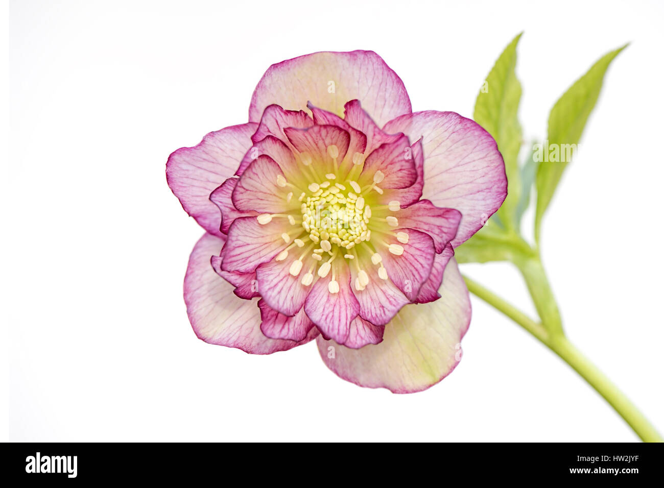 The delicate spring flowering Hellebore 'Double Ellen' flower taken against a white background, also known as the Lenten Rose Stock Photo