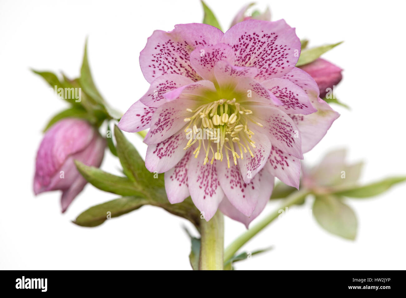 Close-up image of the double-flowered spring pink Hellebore flower, taken against a white background. Stock Photo
