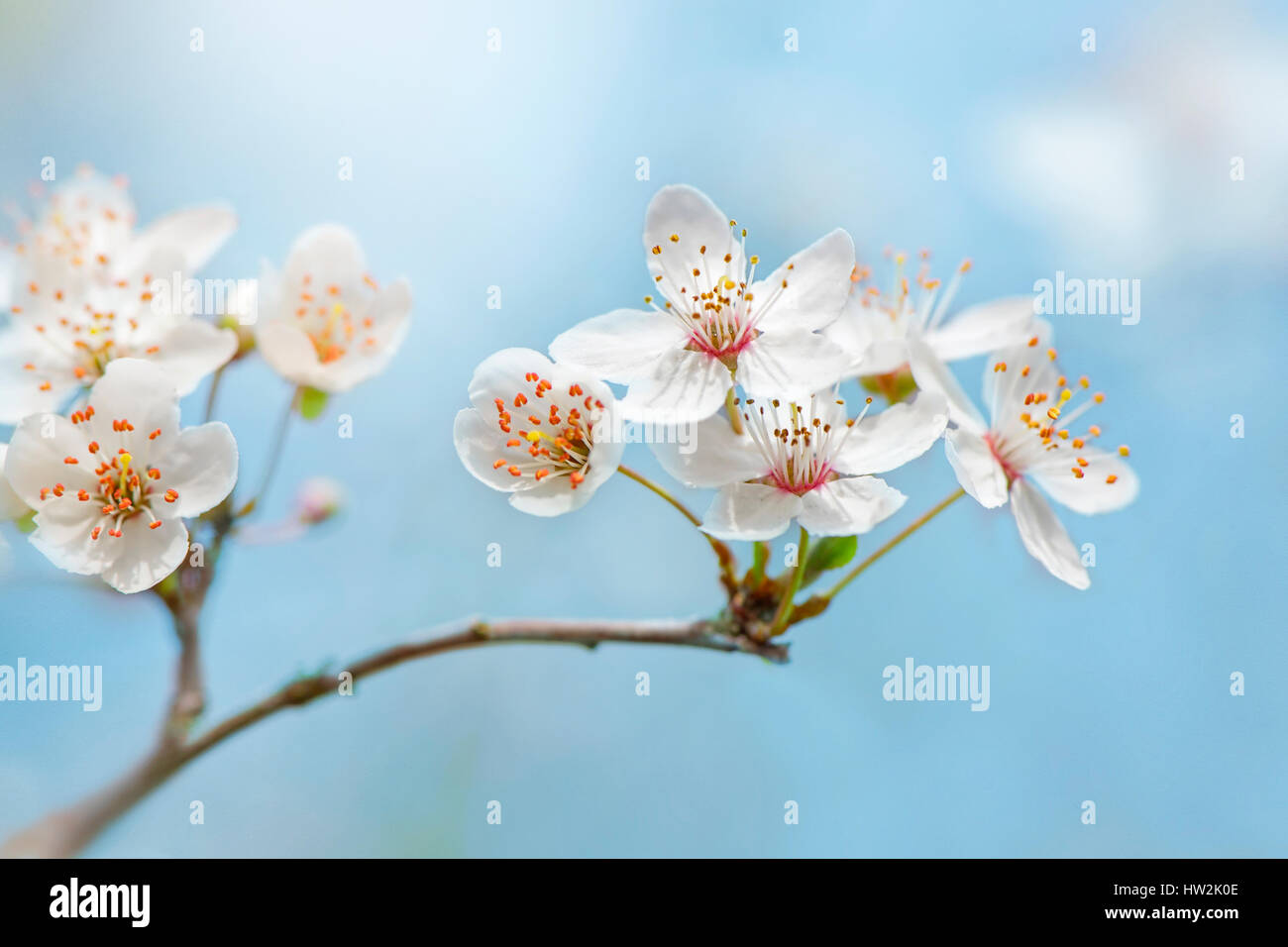 Close-up, high-key image of the delicate white spring flowering, wild cherry blossom - Prunus avium flowers, taken against a blue sky Stock Photo