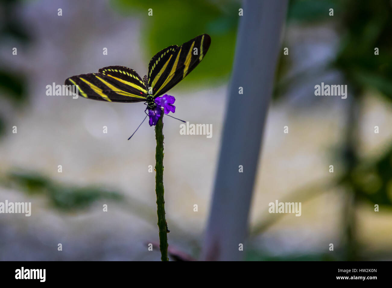 Zebra longwings butterfly (Heliconius charithonia) on a purple flower Stock Photo