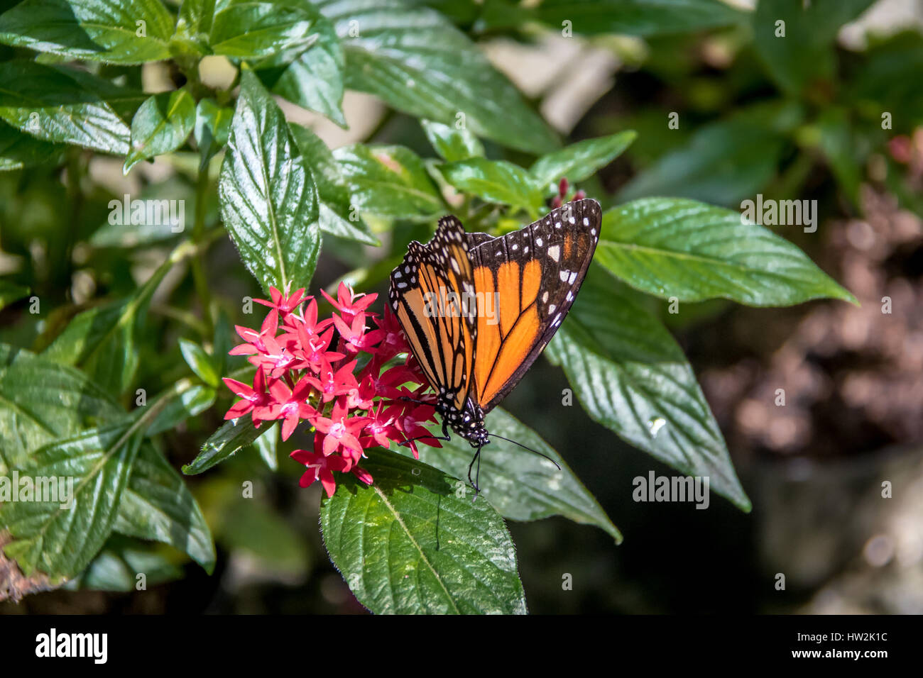 Monarch Butterfly on red flowers Stock Photo Alamy