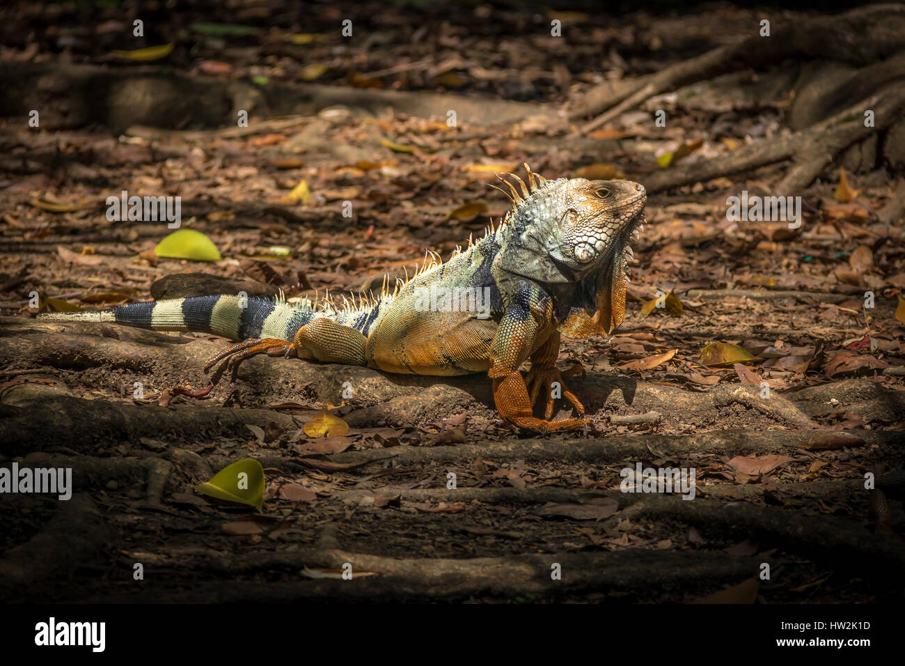 Orange iguana Stock Photo