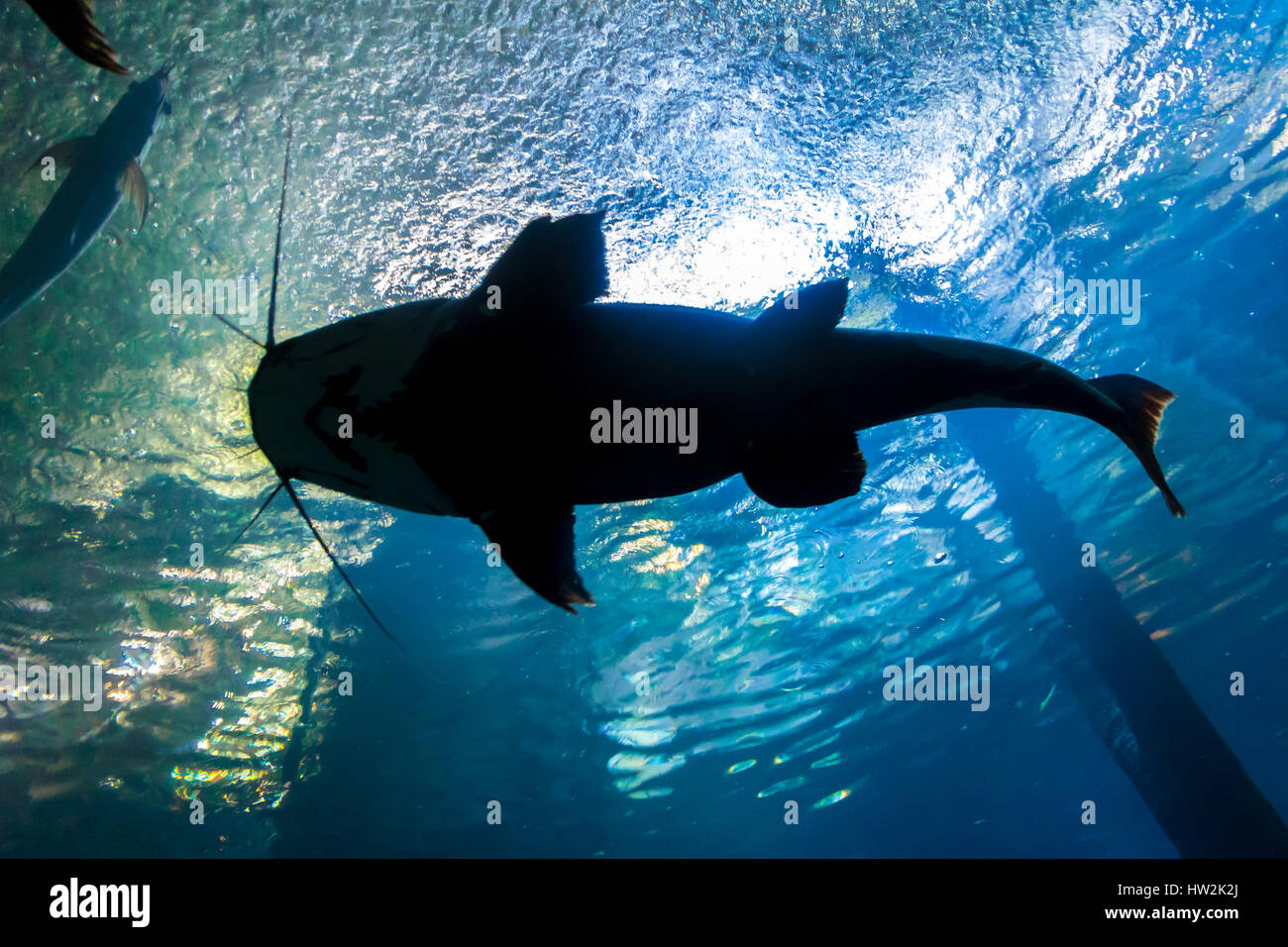 Underwater bottom-top silhouette of a big catfish Stock Photo