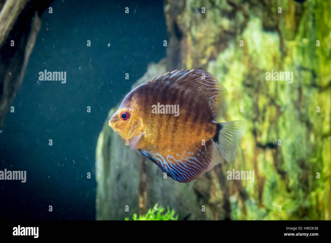 Orange and blue discus fish (Symphysodon aequifasciatus) Stock Photo